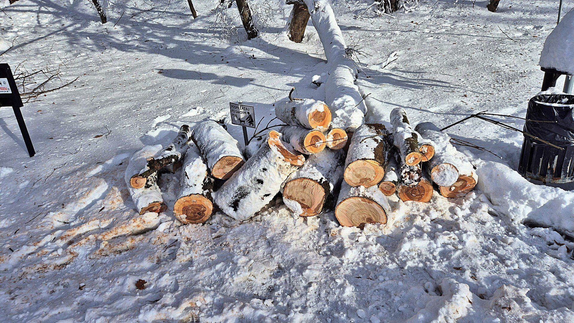 Powalone drzewa blokują ścieżki po intensywnej śnieżycy