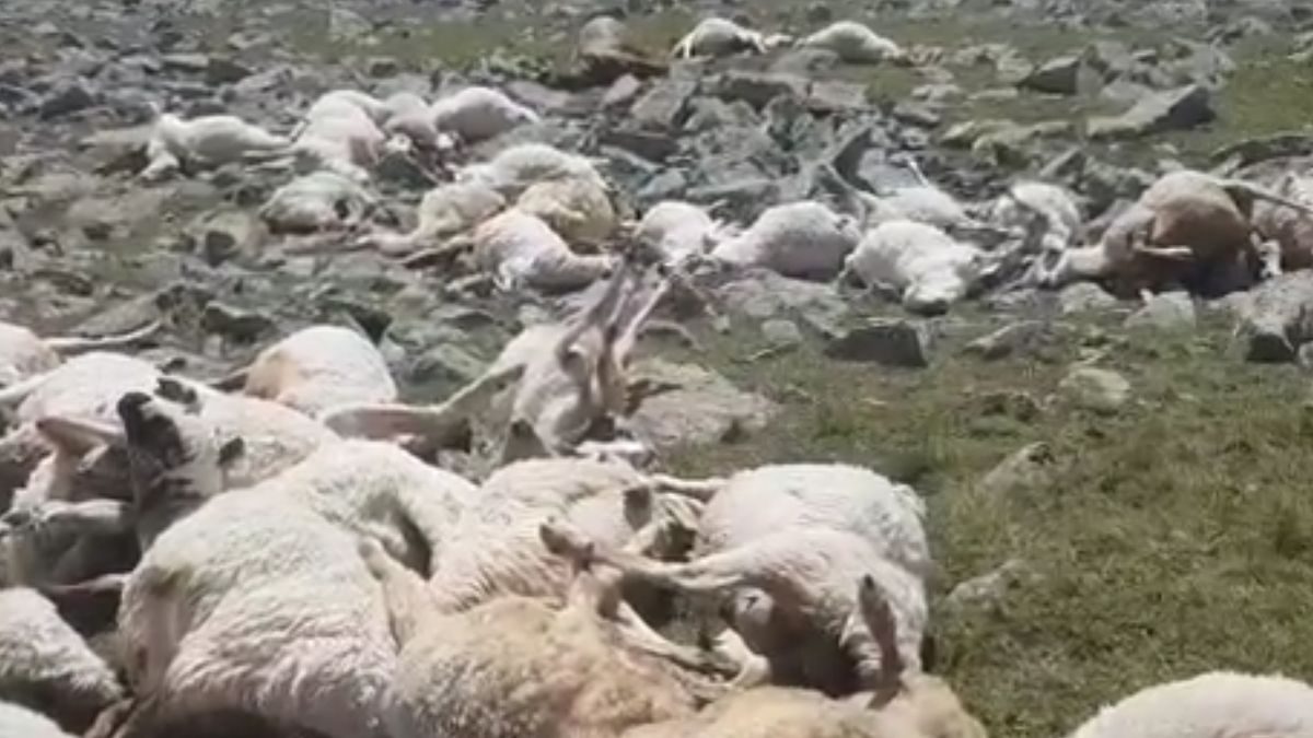 Piorun zabił ok. 550 owiec w górach 