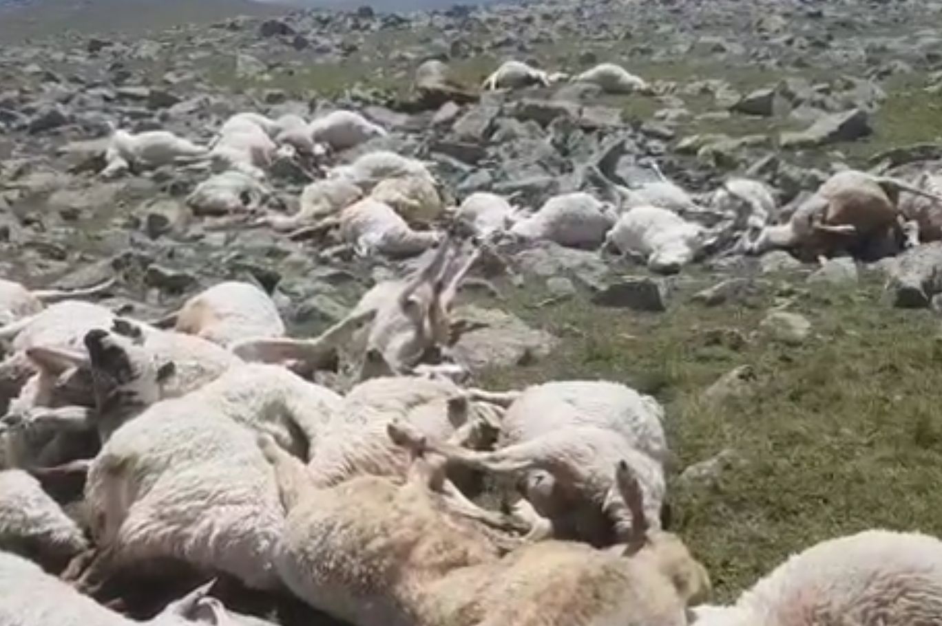 Makabra w górach. Piorun zabił ponad 500 owiec