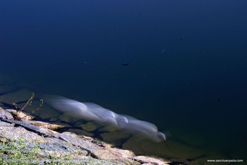 Mały słoń w płomieniach. Zdjęcie, które łamie serca, wygrało w konkursie Sanctuary Wildlife Photography Awards 2017 6