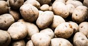 Ziemniaki w kryzysie. Producenci załamują ręce