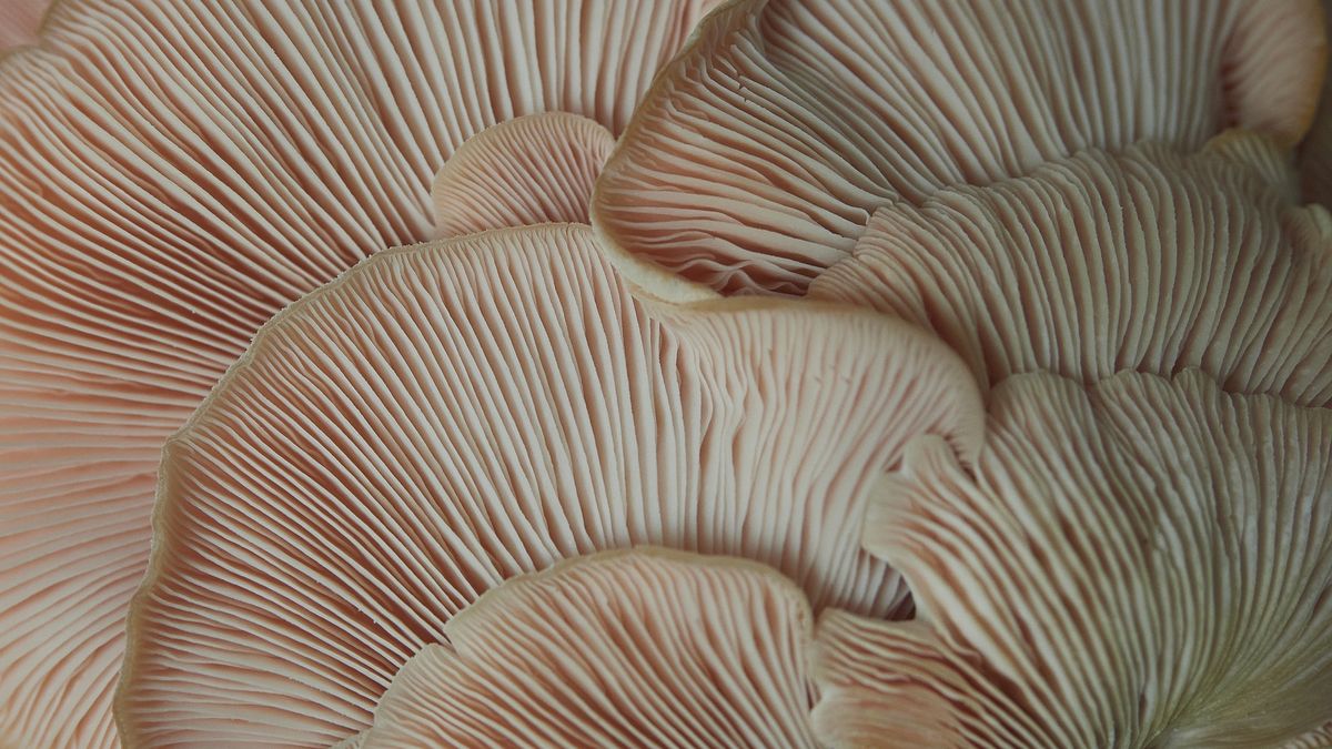 Close up of Red Oyster Mushrooms, showing the fine detail in their fins.  Coral coloured.
Fungi, Fungus or Mushroom.  Head of the bunch of red oyster mushrooms showing only the fine detail of the mature mushroom flowers. Abstract view with selective focus.
Image by Lesley McEwan Images