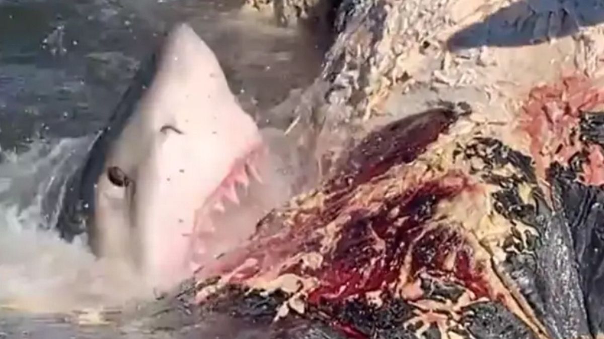 Rekina uwieczniono na wideo