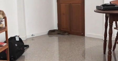 Gigantyczna kobra w salonie. Przerażające, co Tajlandczyk znalazł w kącie