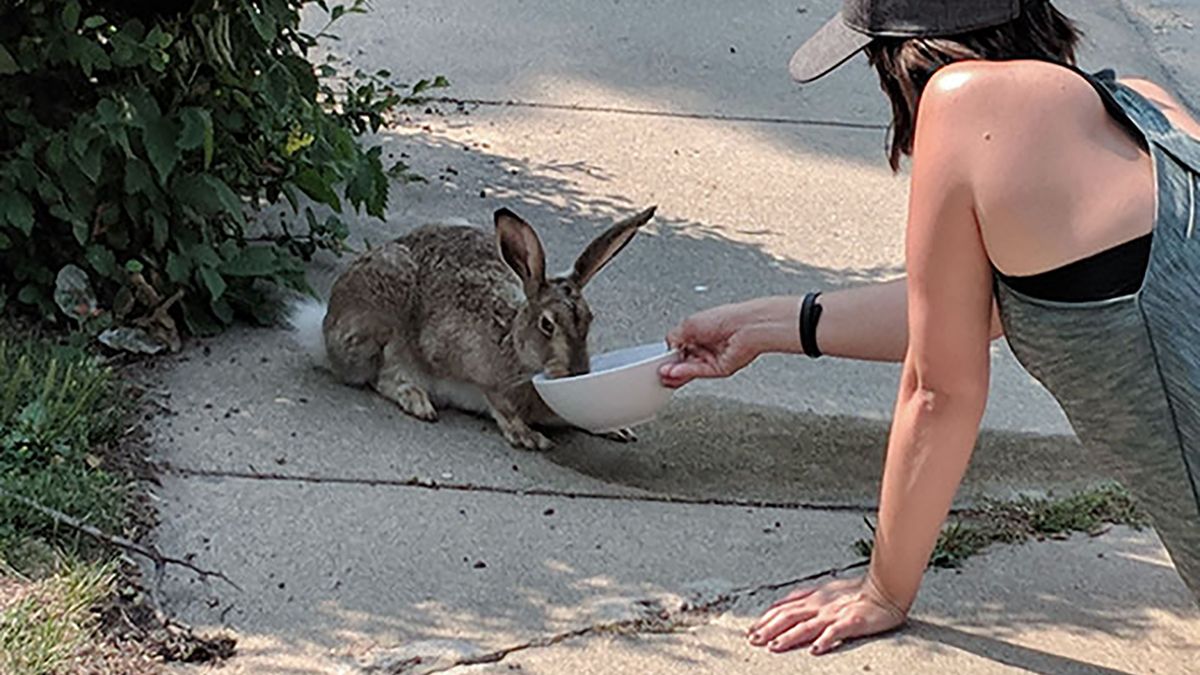 Upały szaleją. Ludzie dzielą się zdjęciami ukazującymi powagę sytuacji 1
