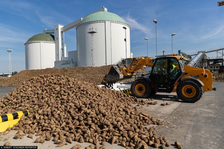 Bezcłowy import cukru. Producenci biją na alarm: na szali miejsca pracy