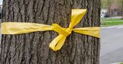 Przywieś żółtą wstążkę w ogrodzie. Uciążliwy problem zniknie w mig