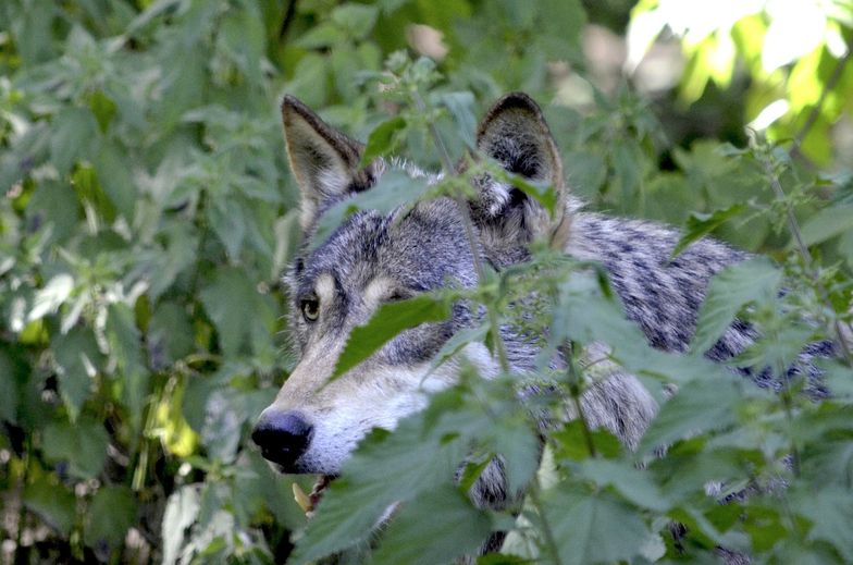 Wilk na terenie Żoliborza. Eksperci szukają zagubionego zwierzęcia