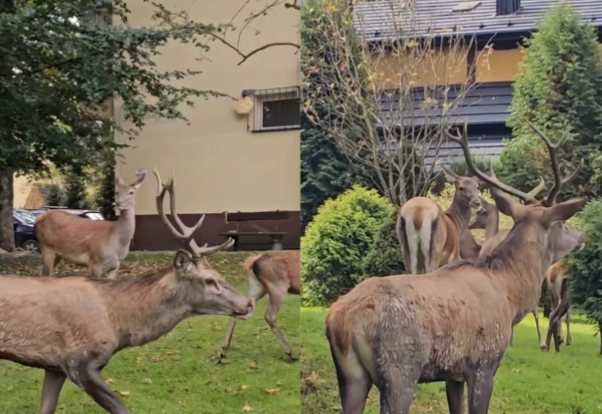 Miłosne sceny w centrum Zakopanego. Wszystko się nagrało