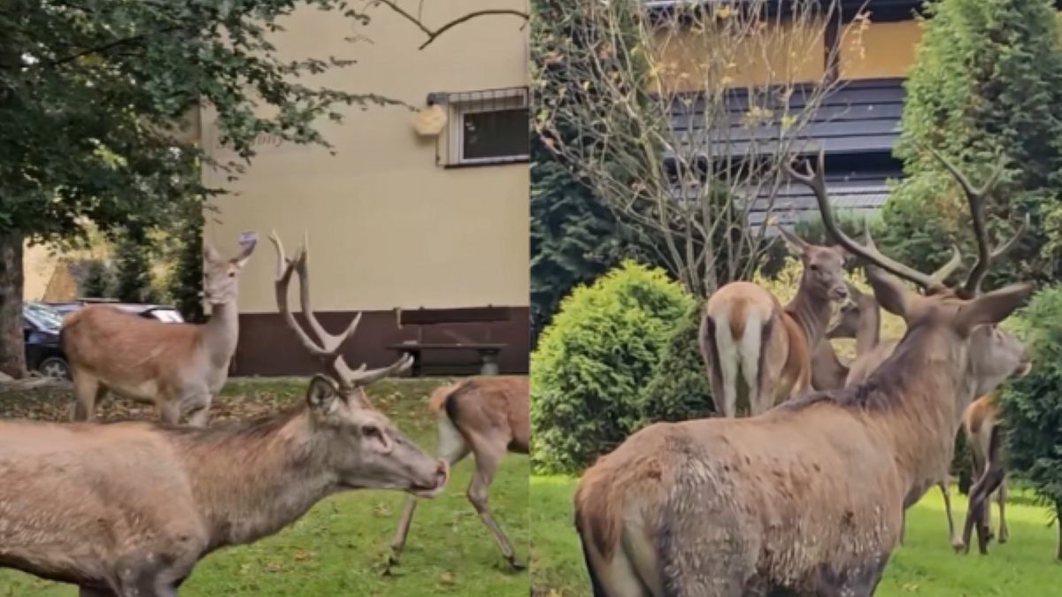 Rykowisko w centrum Zakopanego? Niezwykły widok na nagraniu