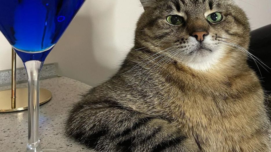 Kot Stepan ma ponad 1,1 mln obserwatorów na Instagramie