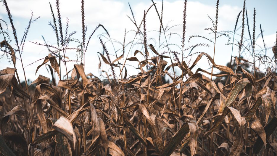 Czy Polsce grozi susza?