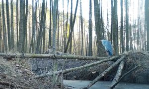 Siedział bez ruchu. Trzeba wytężyć wzrok. Leśnicy włączyli kamerę