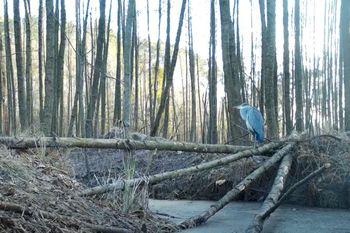 Siedział bez ruchu. Trzeba wytężyć wzrok. Leśnicy włączyli kamerę