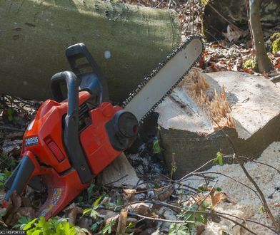 "Bezczelność deweloperów" w Zakopanem. Wycinają 100-letnie drzewa