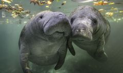 Manat padł po "wzmożonej aktywności seksualnej" z bratem