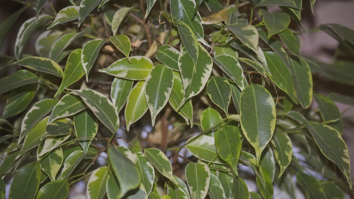 Dlaczego gubi liście? 