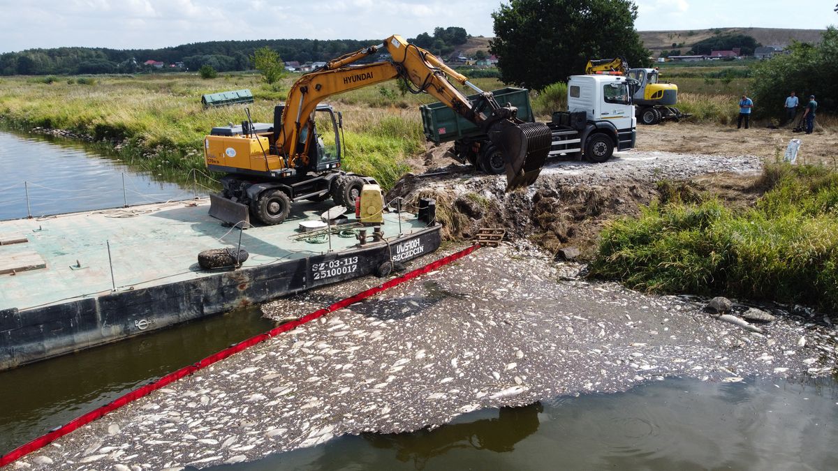 Odra, usuwanie martwych ryb