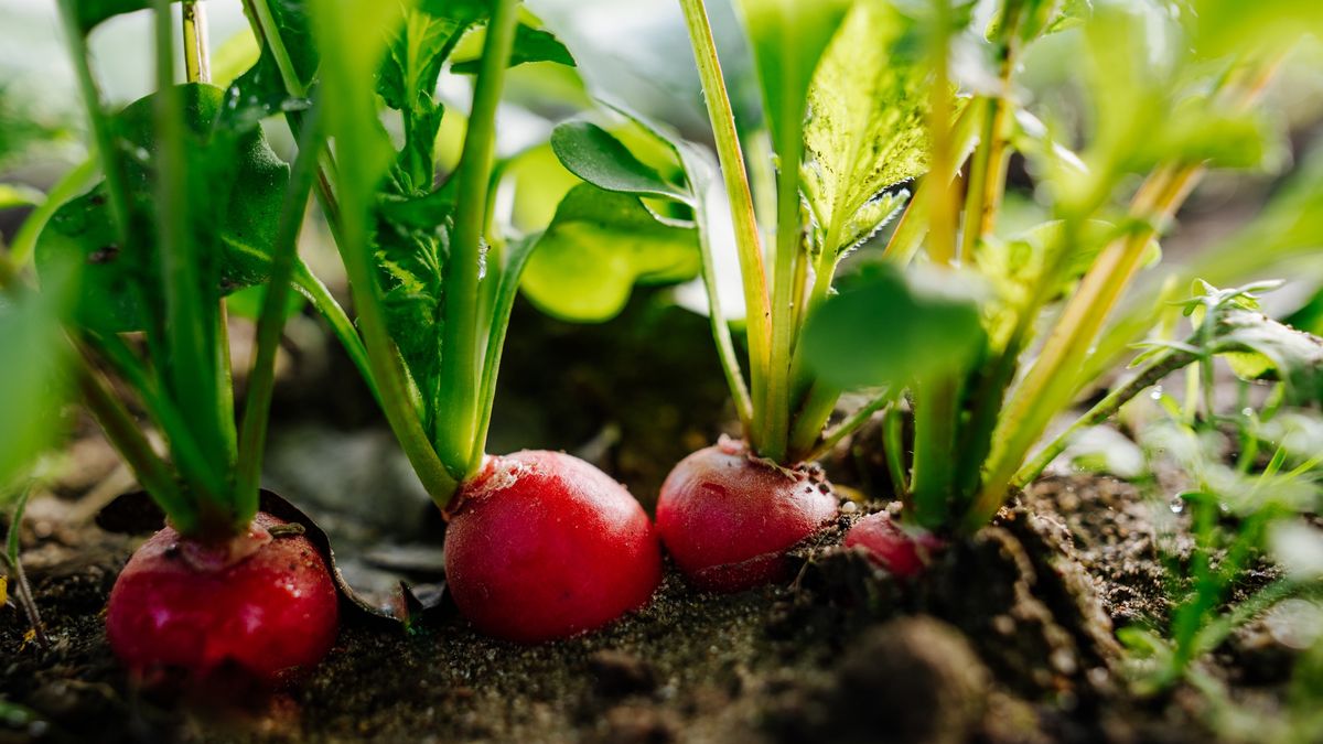 Kiedy siac rzodkiewkę?