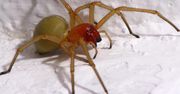 Groźny pająk pojawił się w Polsce. Gdzie można go spotkać?