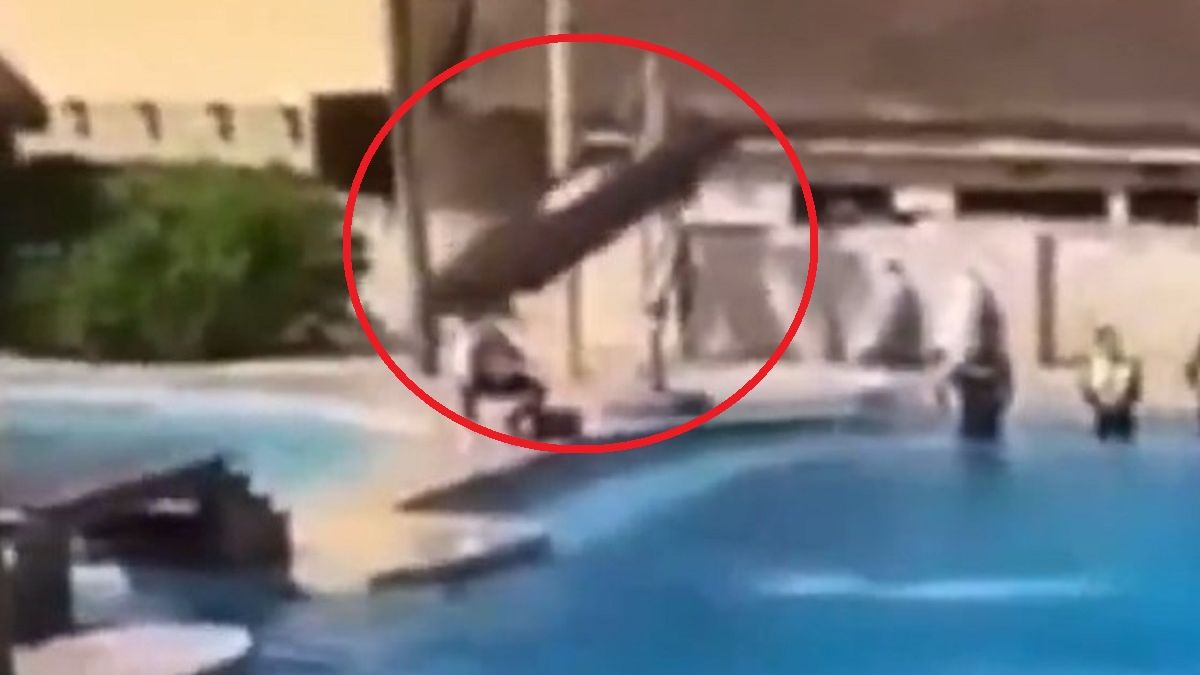 Delfin zmarł po upadku na beton.