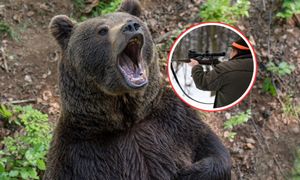 Niedźwiedź zaatakował. "Wędruje i szuka nowych miejsc". Myśliwi komentują