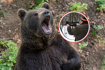 Niedźwiedź zaatakował. "Wędruje i szuka nowych miejsc". Myśliwi komentują