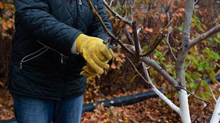 Te rośliny trzeba przyciąć. Kalendarz ogrodnika na marzec