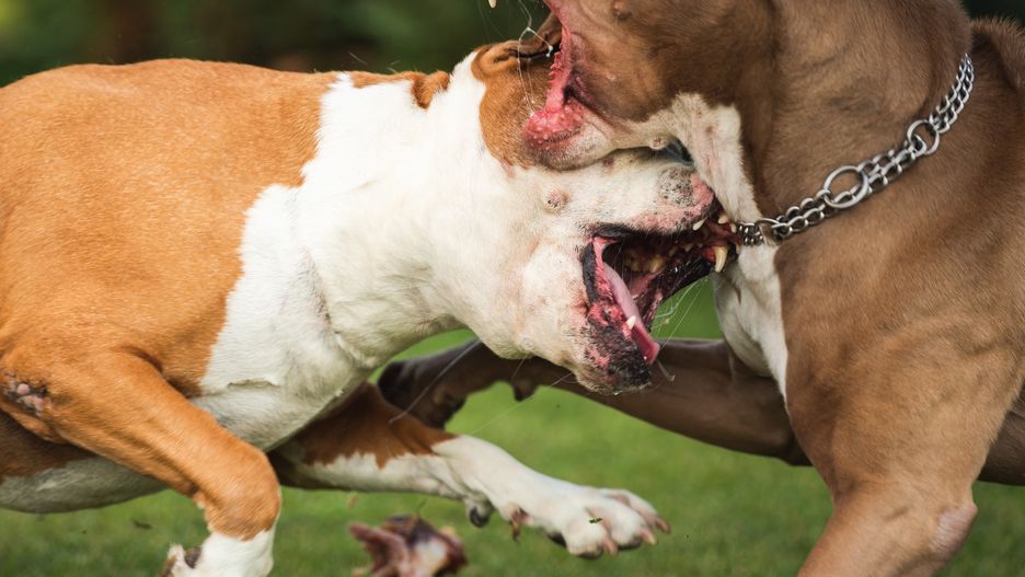 Amstaff