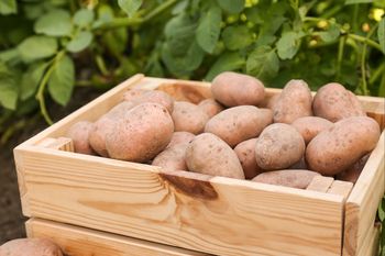 4,50 gr za kilogram ziemniaków. "Biznes przestaje mieć sens"