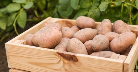 Sprzedał ziemniaki po 4,50 gr za kilogram. Rolnik mówi "dość"