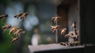 Nadleśnictwo Polanów zaprasza na "Spacer z leśnikiem". Poznajemy pszczoły!