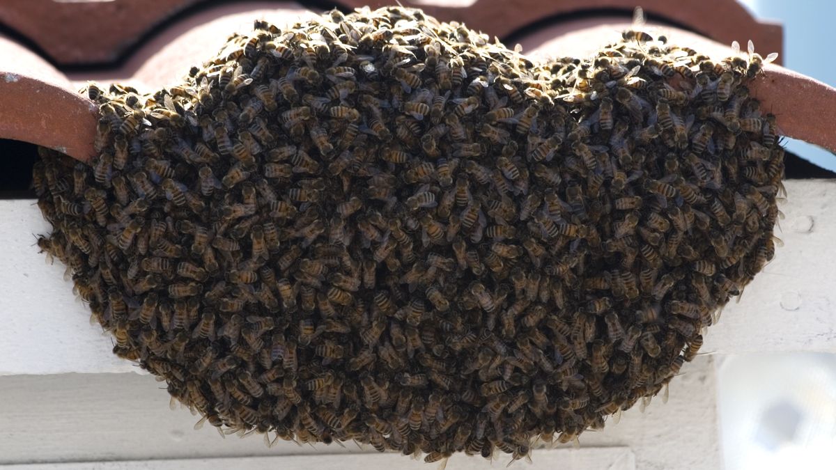 W wielu osobach rój pszczół wywołuje lęk 