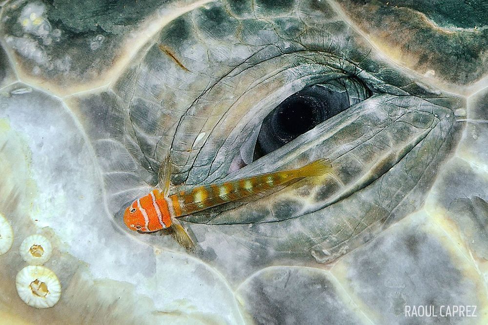 Laureaci Underwater Photo Contest odkrywają przed nami ogrom piękna podwodnych głębin 7