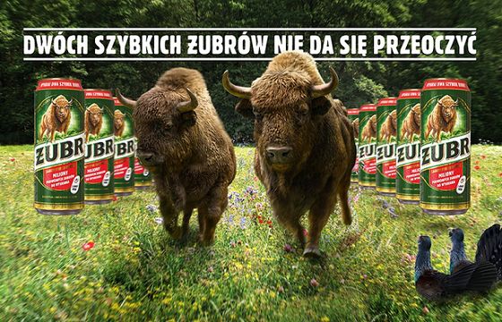 11 mln puszek piwa Żubr w promocji „Dwa szybkie Żubry” (wideo)