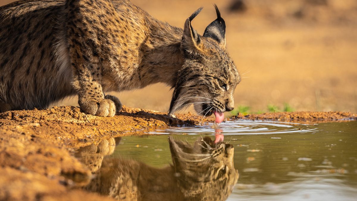 Portugalia ogłasza sukces. Populacja rysia iberyjskiego rośnie