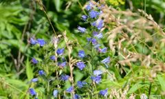 Dąbrowa Górnicza. Miasto rozkwitnie, pojawią się łąki kwietne