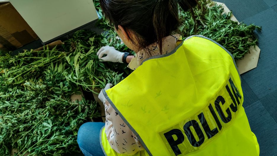 Białystok. Policja zlikwidowała plantację 56 krzaków marihuany