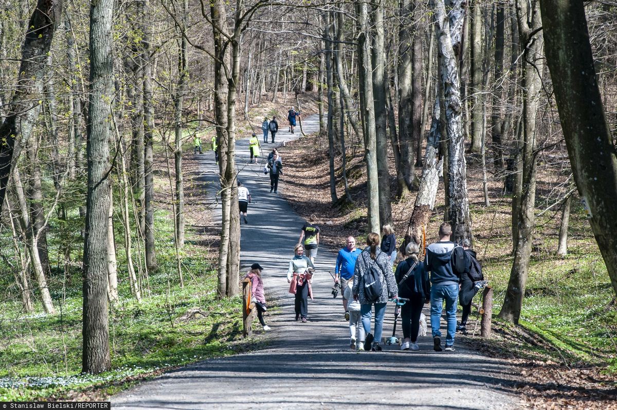 Mieszkańcy Łodzi nie zgadzają się na wycinkę lasu pod budowę hal i magazynów