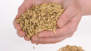 Eksport zbóż: Polska traci rynki, dyplomacja gospodarcza śpi