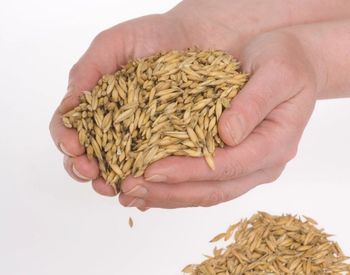 Eksport zbóż: Polska traci rynki, dyplomacja gospodarcza śpi