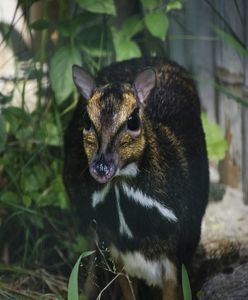 Wrocław. ZOO znów może się pochwalić unikatowym osiągnięciem. Na świat przyszedł myszojeleń