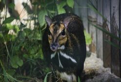 Wrocław. ZOO znów może się pochwalić unikatowym osiągnięciem. Na świat przyszedł myszojeleń