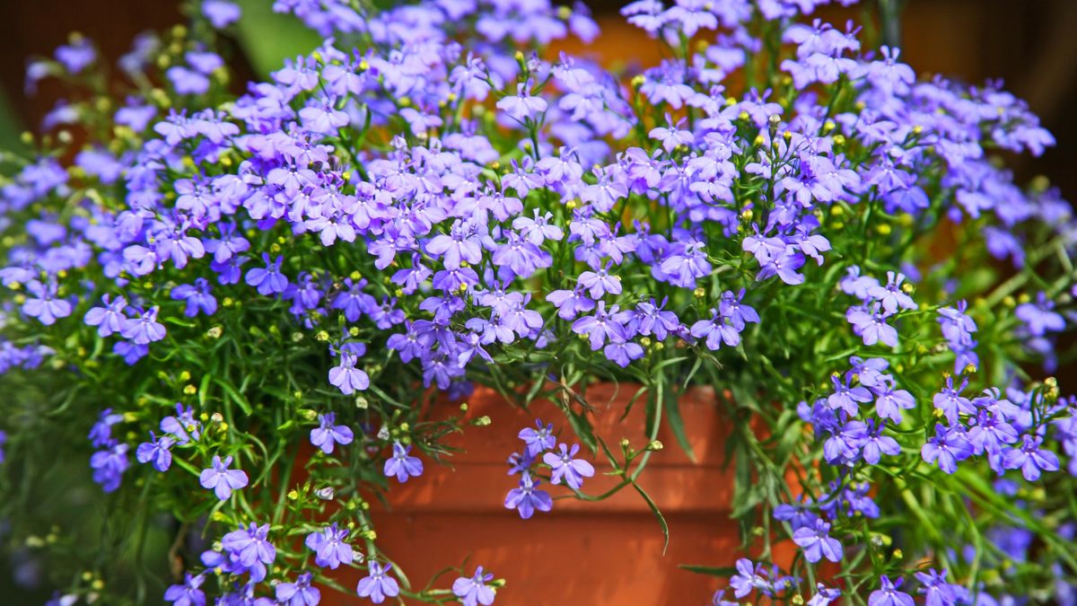 Terracotta pot with blue lobelia
Terracotta pot with blue lobelia
LailaRberg
Arrangement, Beauty In Nature, Blooming, Blossom, Blue, Bouquet, Bunch, Bundle, Clay, Flower, Flower Bed, Flower Pot, Formal Garden, Lobelia, Lobelia Erinus, Nature, Ornamental Garden, Season, Summer, Terracotta