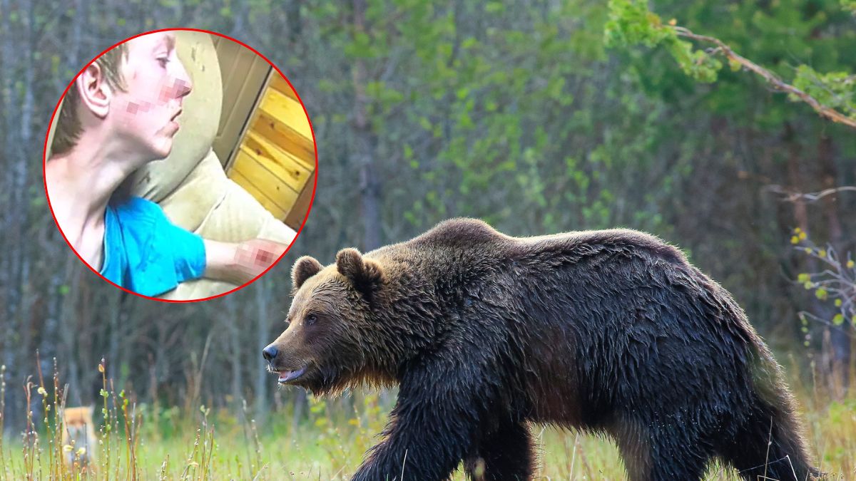 Niedźwiedź zaatakował nastolatka