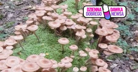 "Są ich naprawdę tysiące". Niezwykły widok w polskim lesie