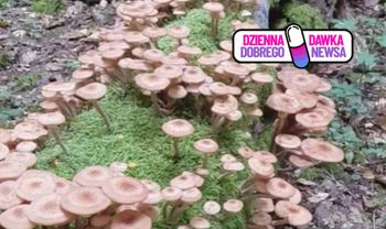 "Są ich naprawdę tysiące". Niezwykły widok w polskim lesie