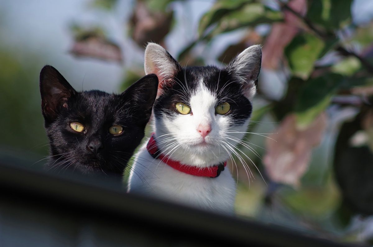 Does the color of a cat's fur matter?