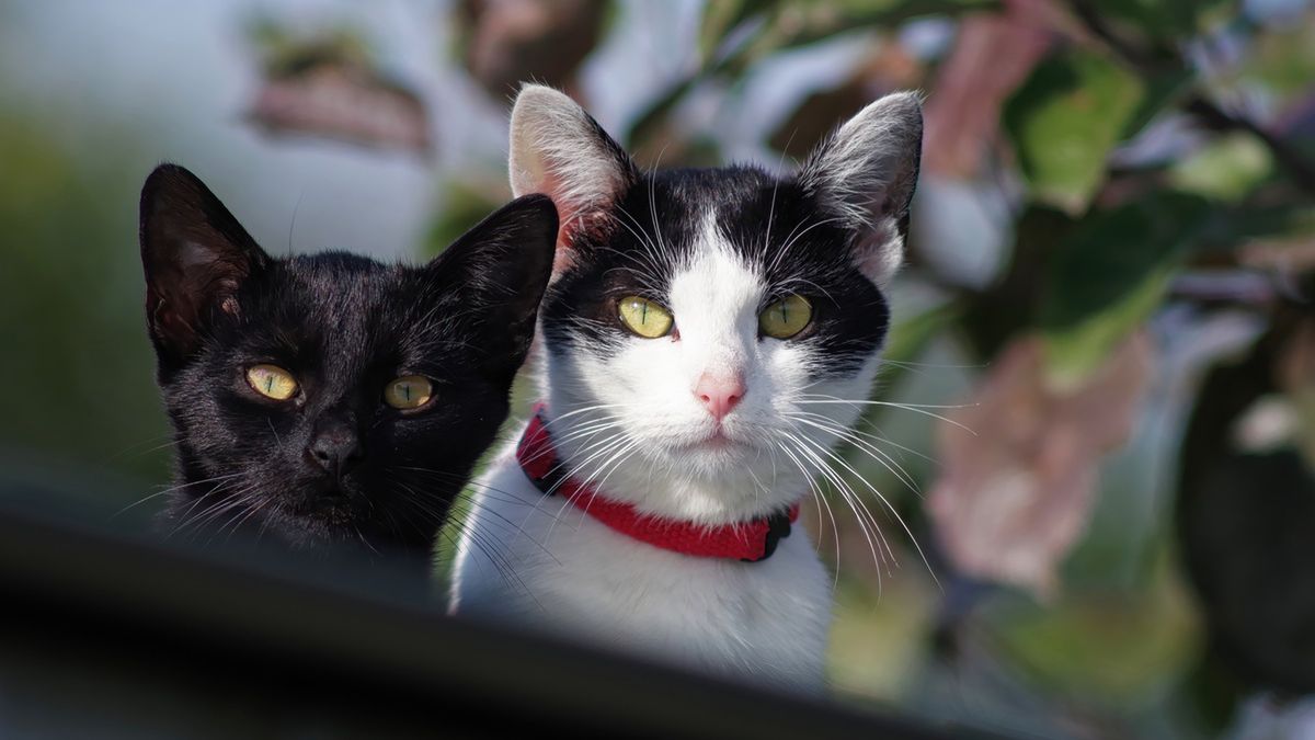 Czy kolor sierści kota ma znaczenie?