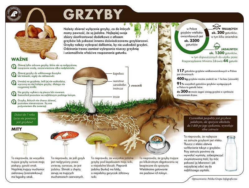 Grzyby infografika